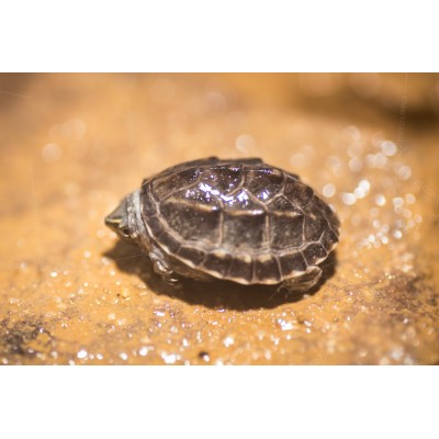 Tortuga almizclada - Stemotherus odoratus